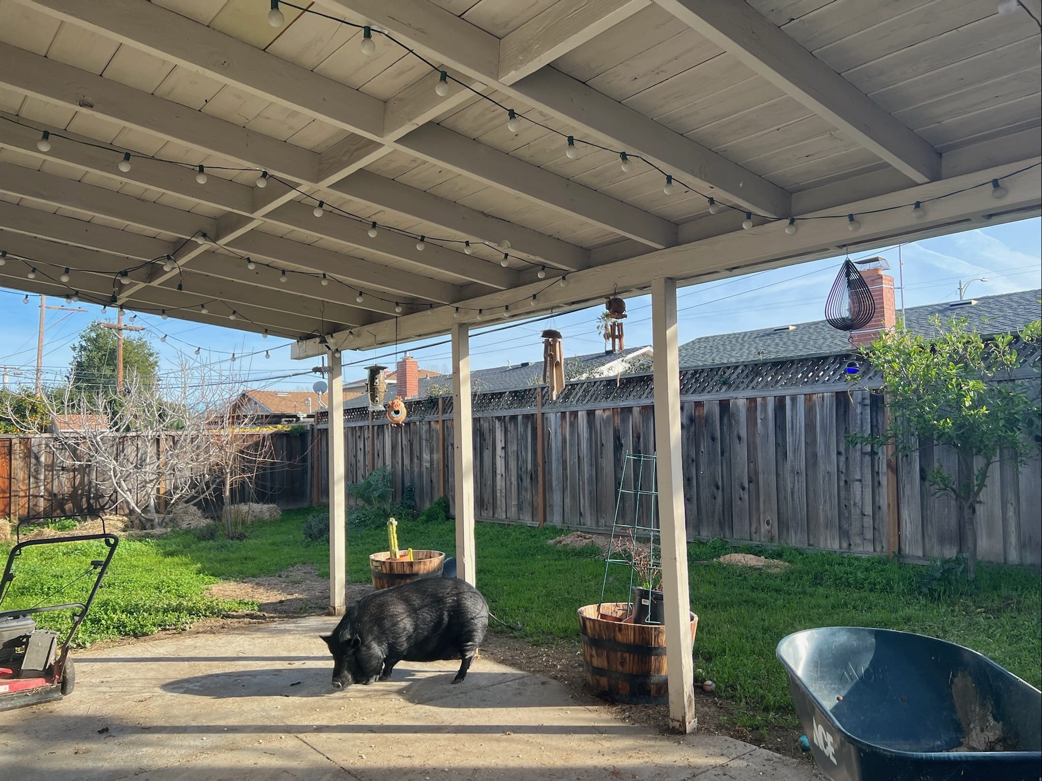 Before: Backyard — Pig House, San Jose CA